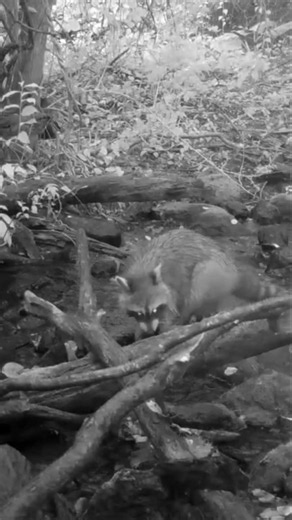 raccoon checks under rocks