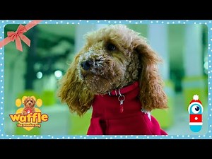 Waffle's Snowy Day Adventure! - Waffle the Wonder Dog | Play House | Christmas Compilation! 🎁
