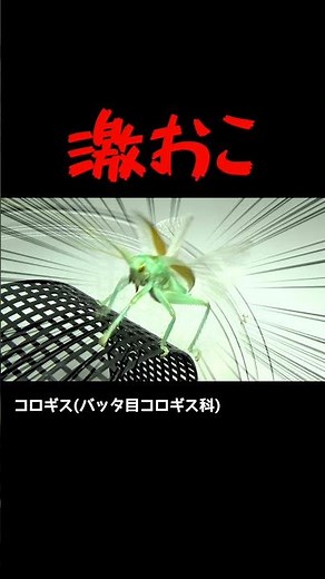 【激おこ】この虫めっちゃ怖い #Shorts