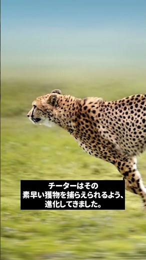 Why are cheetahs so fast? (Part 1)