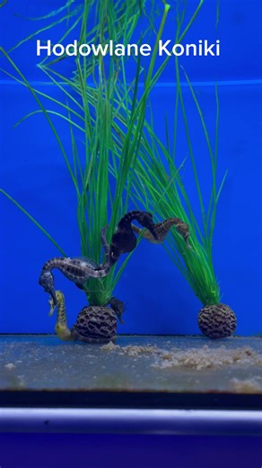 Hodowlane Hippocampus Kuda Oraz Abdominalis #akwarystyka #akwarium #aquarium #aquascaping #aquariumhobby #plantedtank #aquascape #fish #plantedaquarium #aquariumfish #aquariumlife #fishtank #hobby #akwarystykaslodkowodna #akwariumslodkowodne #cichlids #rybyakwariowe #natureaquarium #akwarysta #ryby #aquariumplants #aquariumtank #nanoaquarium #akwarystykaroslinna #roslinyakwariowe #aquascaper #aquariumsofinstagram #amanoshrimp #shrimpofinstagram #malawi | ERybka.pl