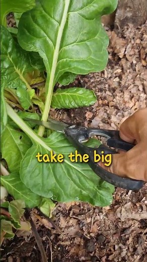 how to harvest silverbeet so it keeps growing