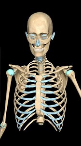 “External & Internal Rotation of Shoulder Joint | Anatomy 3D”
