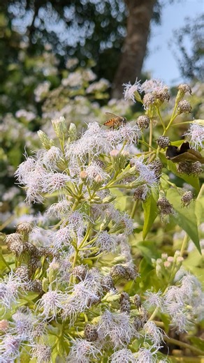 Bees are eating honey from flowers.🪻🐝 #shortsfeed #nature #beeshorts #bees #beevideo #beelife #sort
