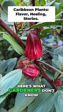 Caribbean Garden Secrets: Grow Callaloo, Taste Generations!