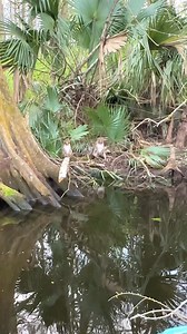 18K views · 91 reactions | Monkeys in Florida?  . The first...