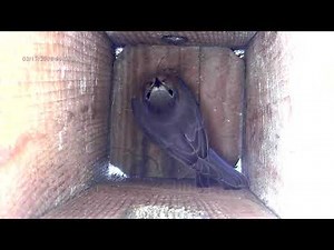 Female Bluebird and Bluebirds mating