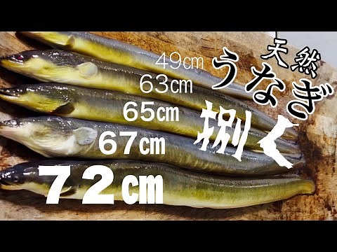 釣った天然うなぎの捌き方