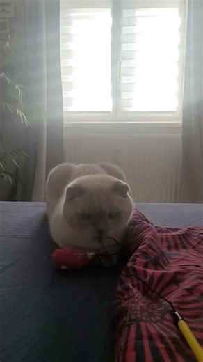 Rico Unleashed 😄🐾 #cat #cute #kitten #funnycats