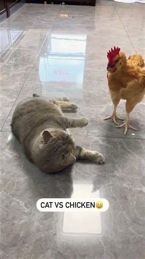 Cat vs Chicken 😹🐔 – Epic Funny Reaction! #Shorts #Funny #Cute #FunnyCats #CuteCat #ViralCats