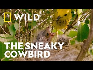 The Sneaky Tactics of the Cowbird | Underdogs | National Geographic WILD UK