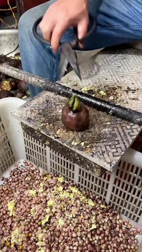 Video Fruit on TikTok