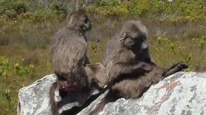 Baboons mating in the wild in Cape Town South Africa