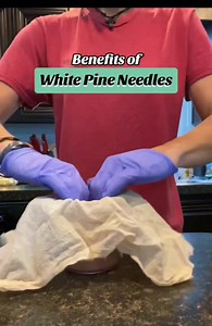 Benefits Of White Pine Needles~Helps Getting Rid Of Spike Proteins