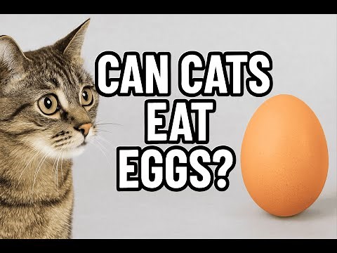 Can Cats Eat Eggs? The Truth Will Shock You!