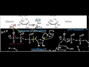 Biochemistry | Hexokinase Physiology, Biochemistry, & Mechanism