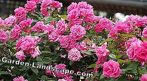 Plants: Climbing Roses: The Best Varieties For Rose Bows - My Beautiful Garden | 2025