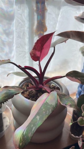 3 Stages of a Pink Princess Leaf 👑