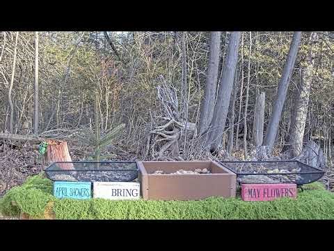 Live Bird Feeder Cam 🐦 Wisconsin Wildlife LIVE | Spring Migration Birds & Squirrels