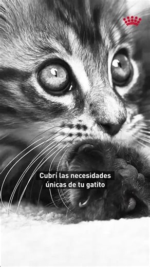 Royal Canin | Precise nutrition for your kitten