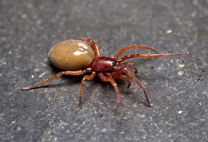 Is a Woodlouse Spider Poisonous? | Information and Facts - Pest Samurai