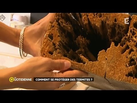 Comment se protéger des termites ?