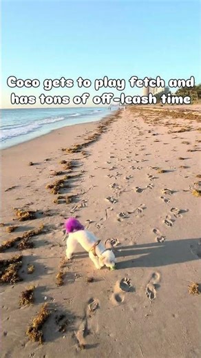 Thanks ‪@TractiveGPS‬ for the satellite tracking and activity monitoring! Save with code LILCOCO40