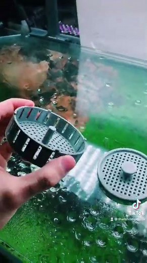 DIY Snail Trap (for aquarium snails)