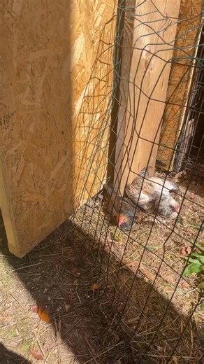 Getting some sun. | Robin Benson