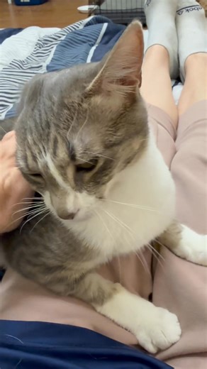 1.8K views · 39 reactions | Jiminy Cricket is back here boarding with us along with sisters Honey & Lucy. Since Jiminy is a former foster, he stays at the big house! Here he is giving lots of love! | Adam's Folly & Animal Ally Action Fund | Facebook