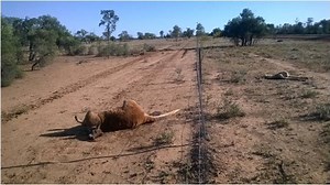 Kangaroo culling red tape relaxed in NSW drought-hit areas angering commercial operators, activists