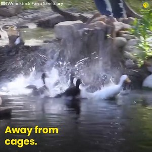 416K views · 10K reactions |  | Sentient | Facebook