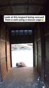 Join our mission to support leopard conservation and check out our comfy Save The Spots shirts and hoodies in the bio (https://thebigcatrescuers.com)! With each purchase, 25% of the proceeds are donated to our trusted wildlife charities dedicated to saving leopards and their habitats. Your support can make a real difference! Shop now and help make an impact! A leopard found itself in a life-threatening situation after accidentally falling into a deep well, with no way to climb out. Acting swiftl