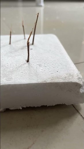 DIY Bird Spikes