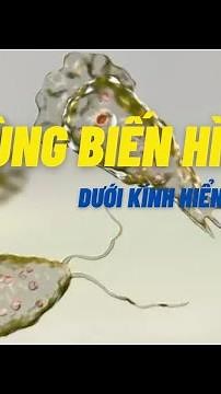 Trùng biến hình " đớp " con mồi dưới kính hiển vi