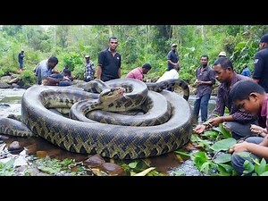 Massive Python Discovered in the River — Incredible Footage