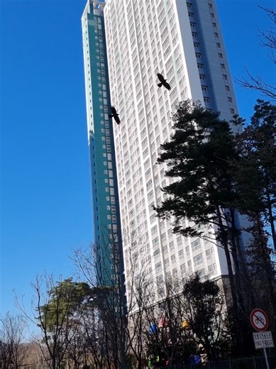 Crows flying #crows #birds