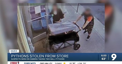 Two pythons stolen from midtown pet store