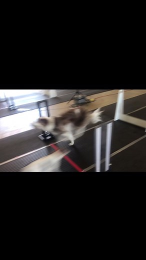 Mostly Harmless Flyball Team on TikTok