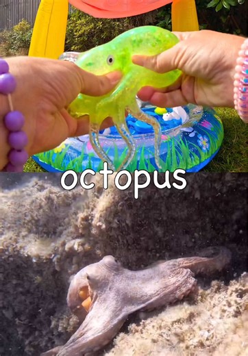 Learn Sea Animal Names for Kids at the Toadstool Pool: Turtle Fish Whale Octopus Crab #kidstiktok #animalnames #learningvideo
