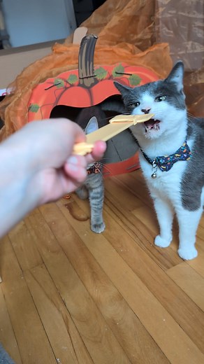 Disponibles pour adoption en duo : Costa, 4 ans et Banshee, 5 mois. Adopter un jeune adulte et un chaton, c'est un beau duo complémentaire, les deux sont comme des chats-chiens affectueux. Costa et Banshee sont gentils, câlins et ils aiment tout le monde, ils sont tous les deux affectueux. Ils aiment suivre leurs humains un peu partout, même au chalet. Les deux petits se sont rencontrés dans leur famille d'accueil et en moins de 24 h, ils étaient déjà copains et s'amusaient comme des petits fous