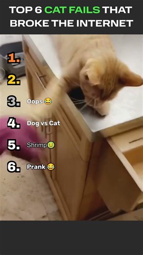 Top 6 Cat Fails 🐱 | Even Rank #1 Lost😂 #shorts #funny #trending #viral