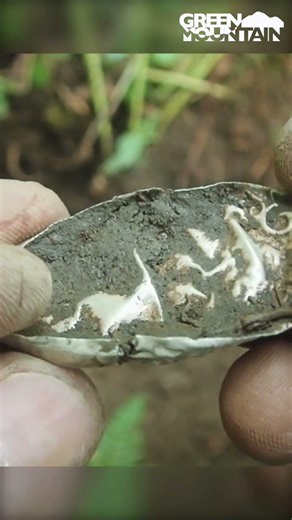 A silver mystery treasure!