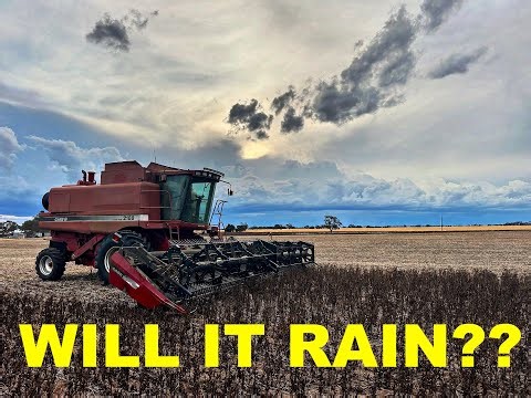 PUSHING HARD! Harvesting Faba Beans Before The Weather Turns | 2024 Harvest Part 2