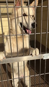 Adopted per shelter ✨ Teddy has been at the shelter since Aug 5th. He’s extremely friendly, loves attention - practically begs for it. He’s currently housed in the adoptable section but status green due to medical. Please share him. He is considered urgent. Status: GREEN Shelter notes: medical (please contact shelter for medical details) TEDDY #A1540899 52lbs I am a neutered male, cream and black Siberian Husky mix. The shelter staff think I am about 3 years old. I have been at the shelter since