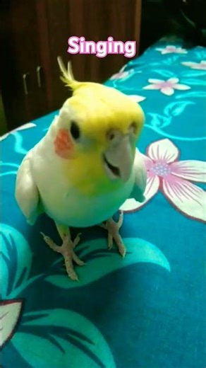 Cockatiel Singing 😎 #cockatiel #birds #birdsounds #cockatielsinging #parrot #birdlovers #pets