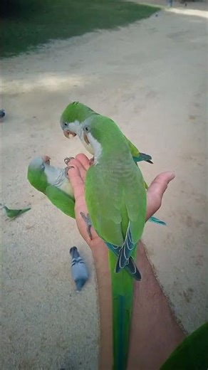 #parrots agry squawk