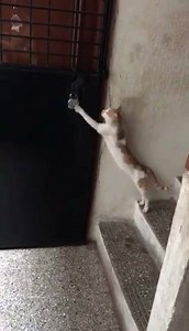 104K views · 2.3K reactions | Cricket Fans Association on Reels | Facebook