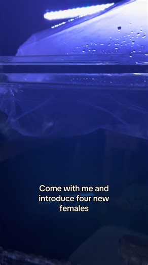 What do you think of the four new females? My star sapphire breeding group is a really good size now. Because star sapphires grow big, they’ll need a tank upgrade eventually. I’ll be moving house in a few months, and they will be moved into a much larger 75 gallon. Do you acclimate shipped fish differently than me? #fish #cichlids #africancichlids #fishkeeping #fishbreeding