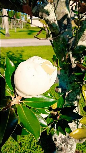 🌸 Beautiful Magnolia in Bloom | Springtime in Florida, USA 🌸 #flower #flowers #magnolia